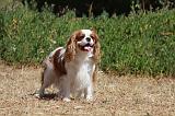 CAVALIER KING CHARLES 322